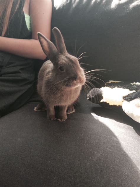 A Rabbit Sitting On Top Of A Couch Next To A Woman
