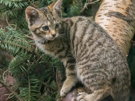 Rare And Endangered Wildcat Kittens Born In Scotland The Independent