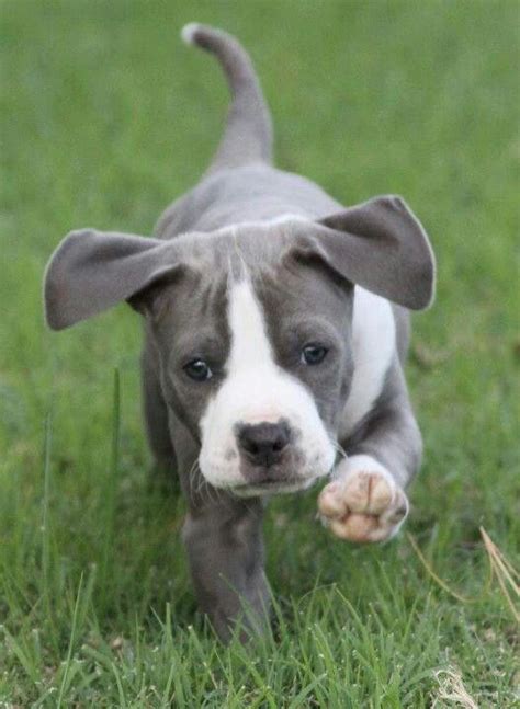 Pin On Love Pitbulls