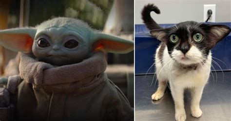 Cat Who Looks Like Baby Yoda Wins The Internet But Doesnt Have Home