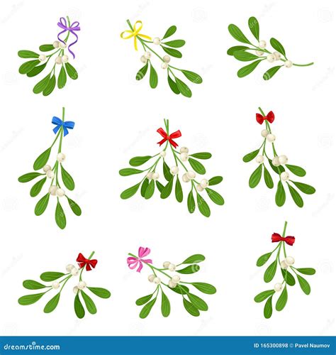 Mistletoe Branches Vector Set Colorful Twigs Composition Isolated On