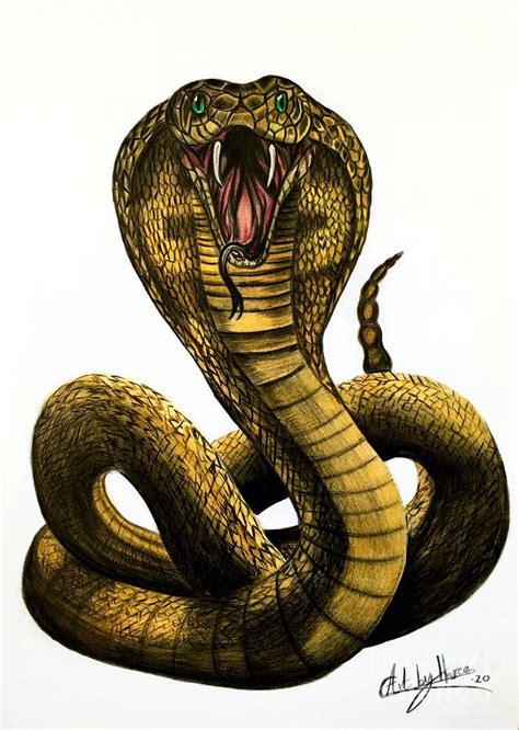 Cobra Realistic Pencil Snake Drawing Snake Gradinscak Schlange