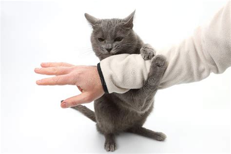 Grey Cat Paws Grabbed The Person S Hand Stock Photo Image Of Life
