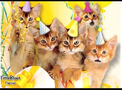 19 Happy Birthday  Kittens Woolseygirls Meme