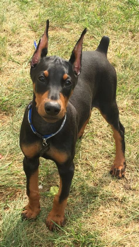 Doberman Pinscher Loyal And Fearless Doberman Dogs Doberman Puppy