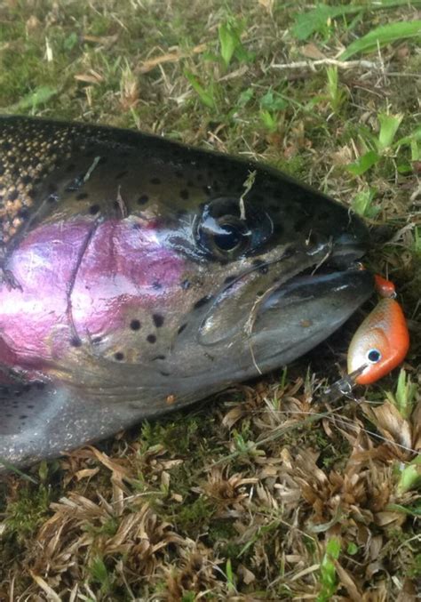 Micro Jointed Ultra Light Orange Fishing Lure 35mm Etsy