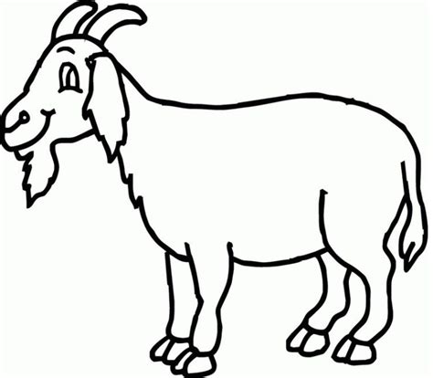 belajar mewarnai gambar kambing hewan binatang sketsa