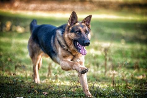 Premium Photo German Shepherd Dog Running