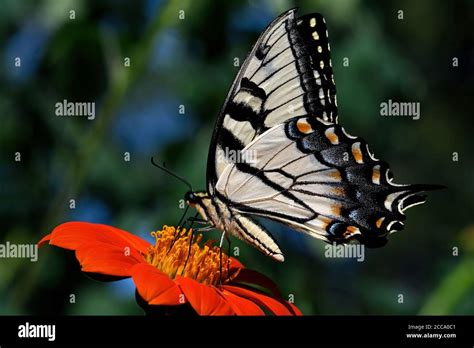 Eastern Tiger Swallowtail On Echinacea Flower The Butterfly Is A
