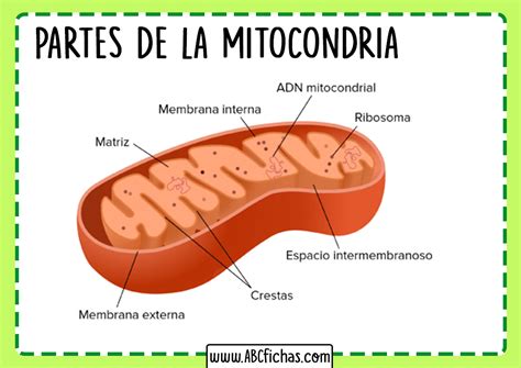 Partes Y Estructura De La Mitocondria Abc Fichas