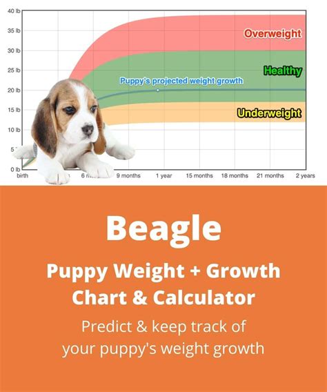 Beagle Weightgrowth Chart 2024 How Heavy Will My Beagle Weigh The