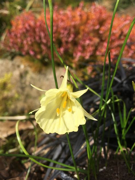 Narcissus ‘spoirot Agm Morlas Plants
