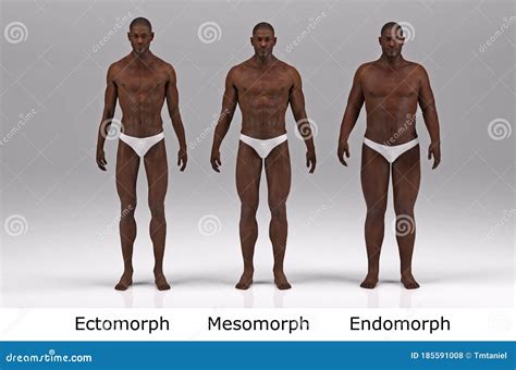 3D Render The Portrait Of Male Body Type Ectomorph Mesomorph