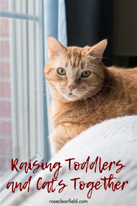 Raising Toddlers and Cats Together | Teaching toddlers ...