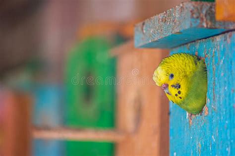 Budgie Face Stock Image Image Of Budgerigars Parakeets 37812715