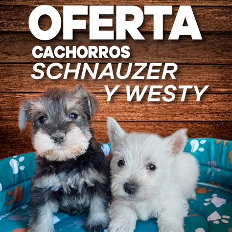 Venta De Perros Cachorros De Perro Cachorros Perro