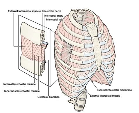 Thoracic Cage Intrinsic Muscles Formation And Shape Earths Lab