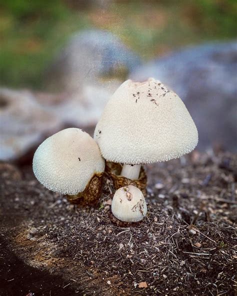 Ripe Mushroom In Green Grass Vintage Toned Photo Summer Forest Scene