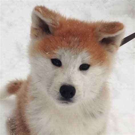 Мальчик акита ину с хорошей родословной 4 месяца Клеймо Cute