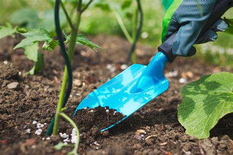 10 Gardening Myths Most People Believe But That Aren T True