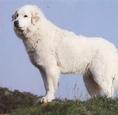 Great Pyrenee Or Pyrenean Mountain Dog Pyrenean Mountain Dog Doggy