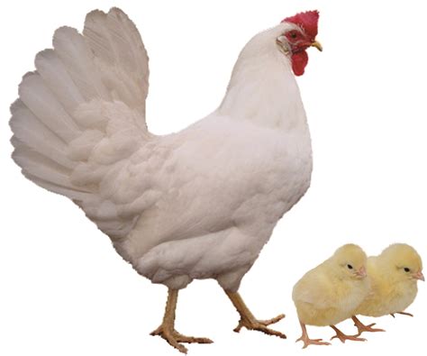 The breed originated in italy, but the brown leghorns are further divided into dark and light. 360 Farm and Pet: 2/16 Chicks on Order