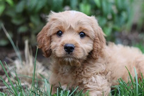 Top 9 Cavapoo Breeders For 2024 Updated The Dogs Journal