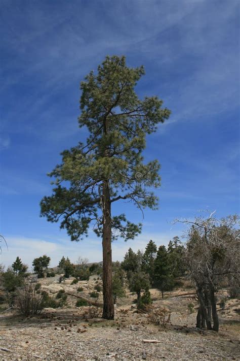 Single Tall Pine Tree Stock Photos Download 628 Royalty Free Photos