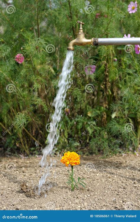 Watering Flower Two Stock Image Image Of Irrigation 18506061