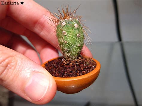 El sustrato es fundamental para que tu planta suculenta o cactus prospere. Karlota - BJDs, dolls and miniatures: Cactus en miniatura