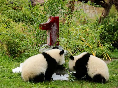 Photos Berlin Zoos Twin Panda Cubs Celebrate 1st