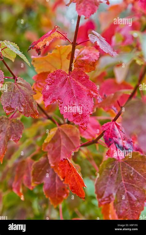 Red And Orange Autumn Leaves On Branches Stock Photo Alamy