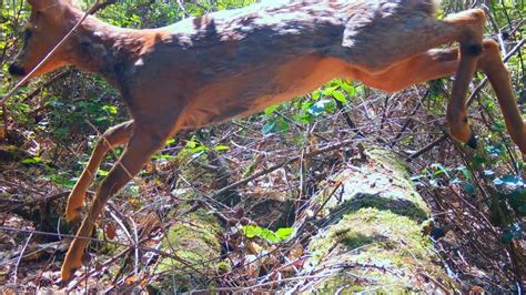 Deer Jumping Over Logs In The Woods Youtube
