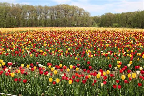 Wicked Tulips Flower Farm Rhode Island