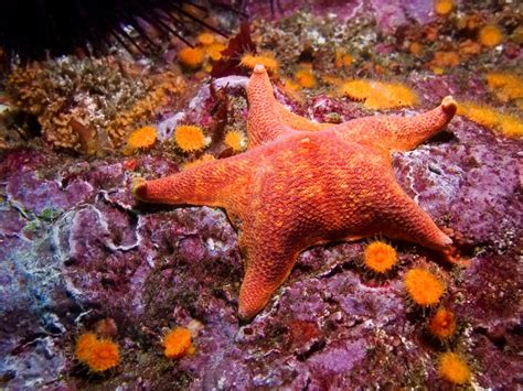 Bizarre Beautiful Starfish Species Julie Patchouli