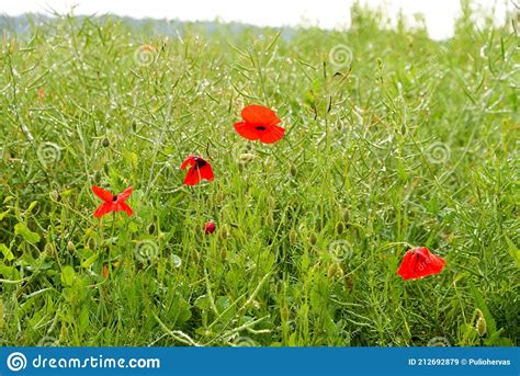 Poppy Flowers In A Green Field With Raindrops Stock Image Image Of