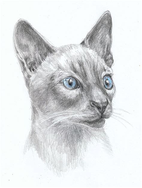 Siamese Cat Dog Drawing Sketches Eye Drawing