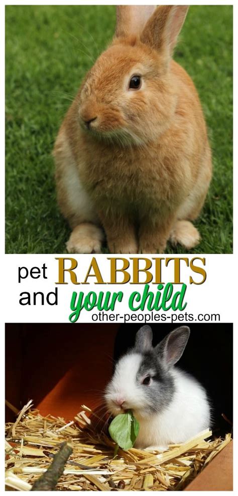 Are Rabbits Good Pets for Children? What You Should Know ...