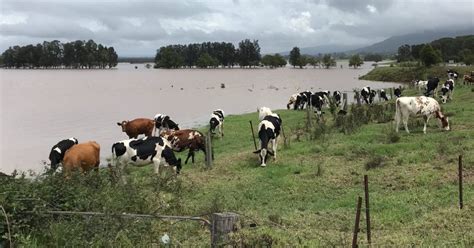 Livestock Health After Flood Local Land Services