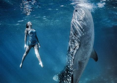 Stunning Whale Shark Photos Aim To Help At Risk Species Wired