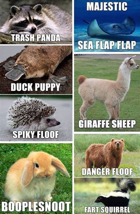 45 Funny Animals Stories Funny Animal Names Animal Jokes Funny Animals