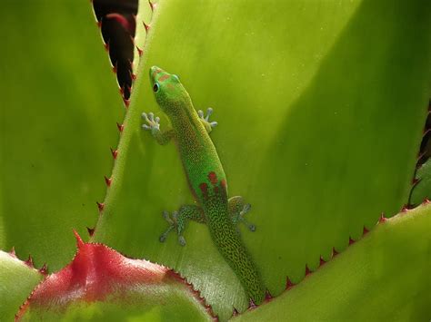Gecko Lizard Green Reptile Hd Wallpaper Peakpx