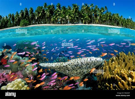 Tropical Coral Reef Fiji Pacific Ocean Stock Photo Alamy