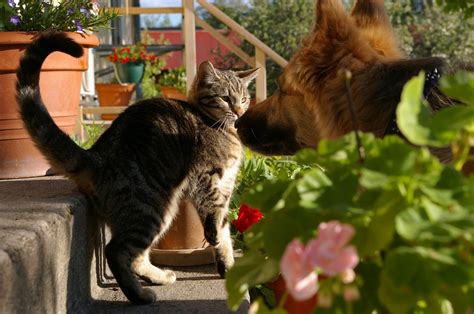 How To Introduce A Cat To A Dog Household A Trainers Expert Guide