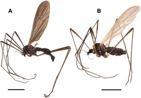 ﻿japanese Species Of Ormosia Rondani Diptera Limoniidae Revision Of