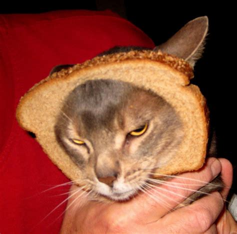 Image 243505 Cat Breading Know Your Meme