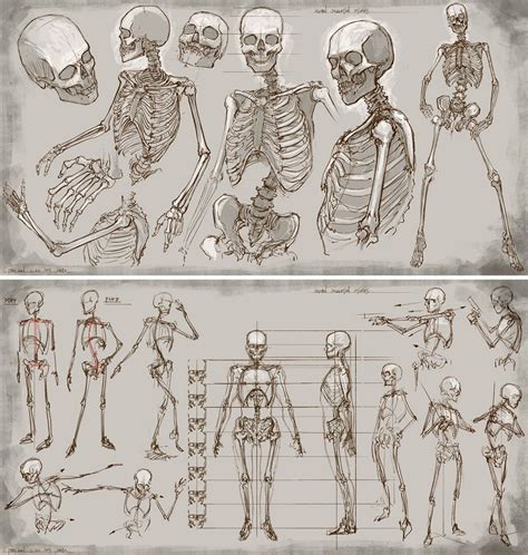 Скелет человека рисунок поэтапно фото
