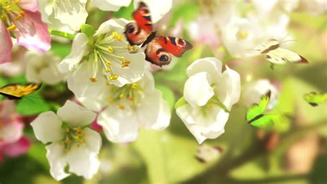 Blossoming Flowers And Butterflies 4k Stock Footage