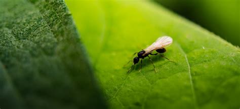 All You Need To Know About Flying Ants Fantastic Pest Control
