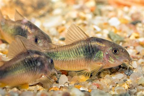 Bronze Corydoras The Care Feeding And Breeding Of Bronze Corydoras